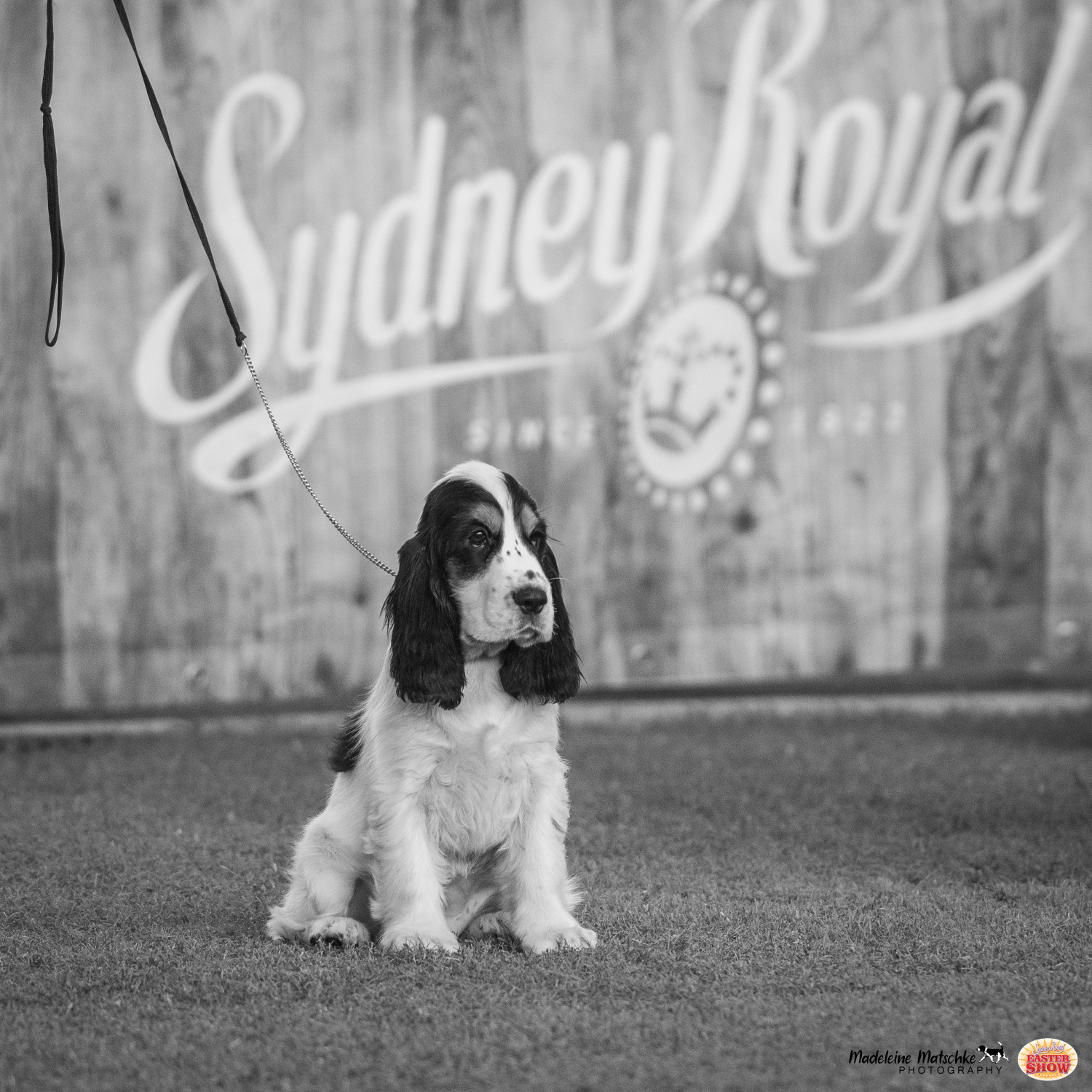 sydney-royal-easter-show-2021-galleries-dogs-madeleine-matschke