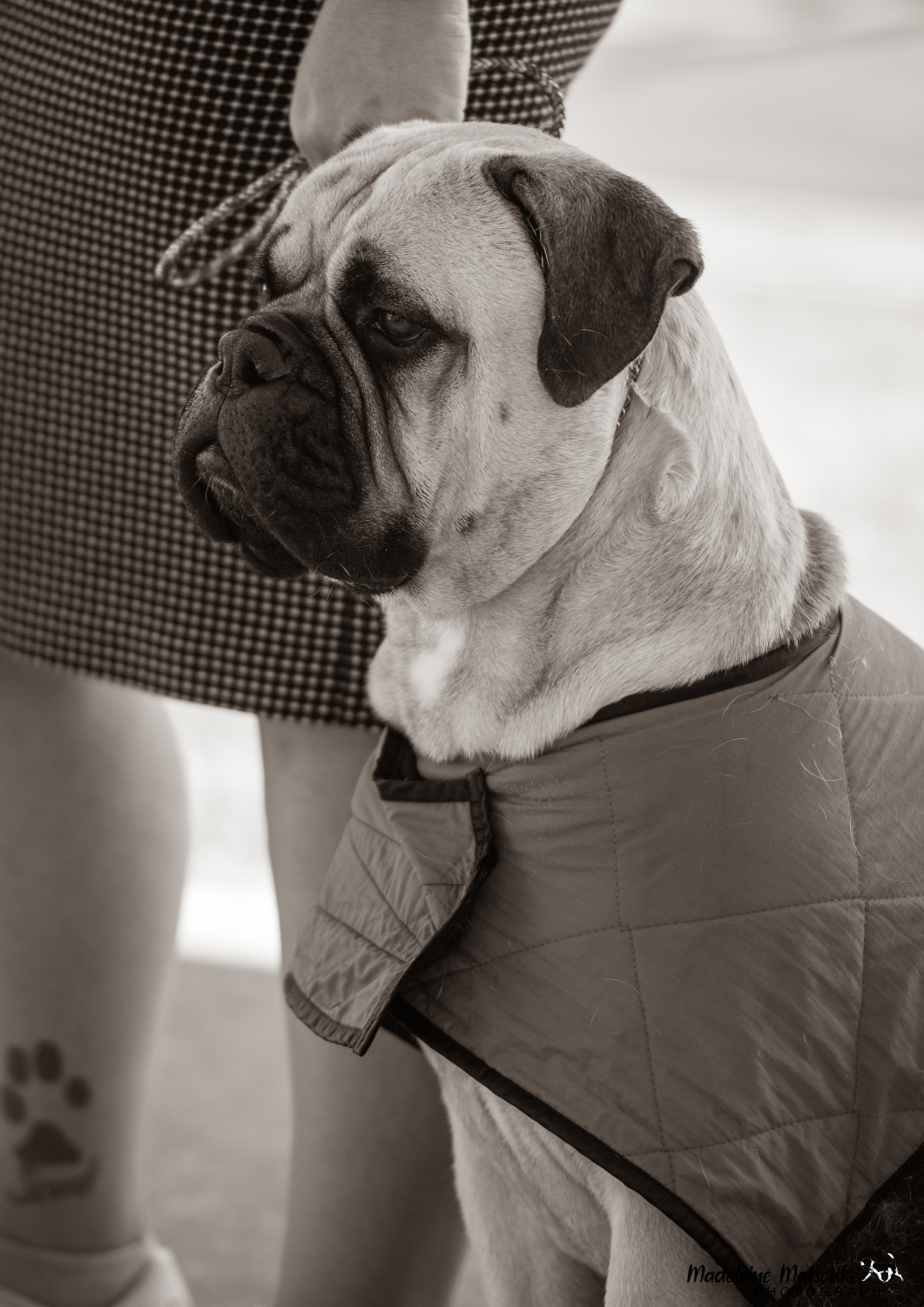 Adelaide Kennel Club, JAN 7th 2023 GALLERIES Dogs Madeleine